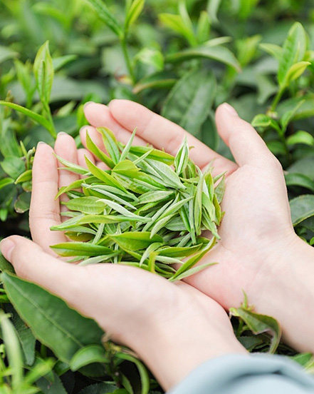 Ningbo Habest Baile Co, Teo.